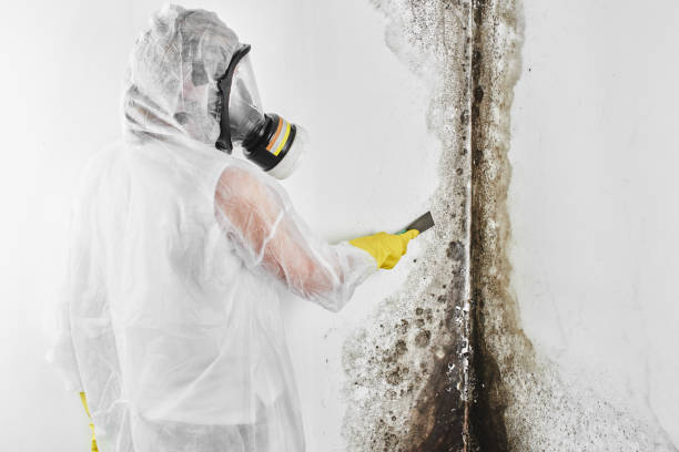 Best HVAC Mold Remediation in Brightwaters, NY