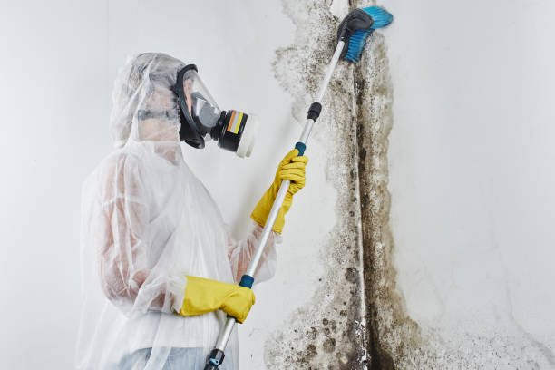 Best Crawl Space Mold Remediation in Brightwaters, NY