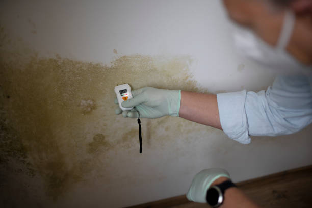 Best White Mold Remediation in Brightwaters, NY