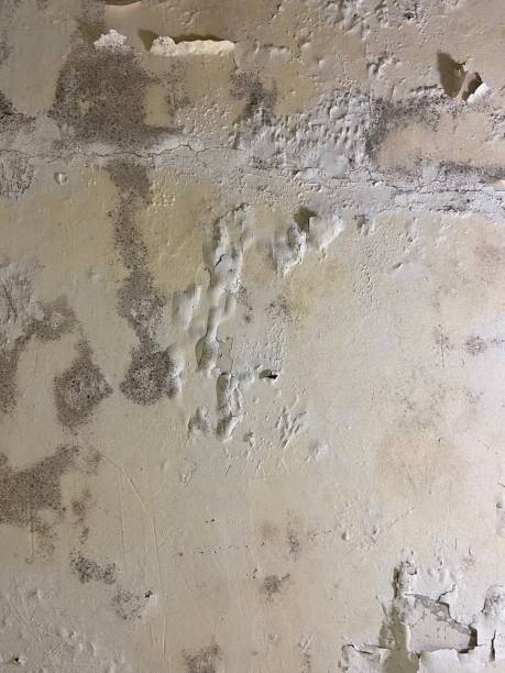 Best Residential Mold Remediation in Brightwaters, NY