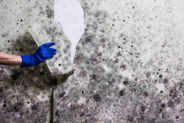 Best Industrial Mold Remediation in Brightwaters, NY