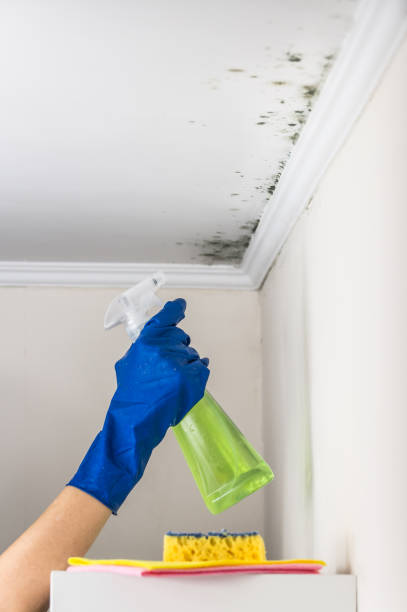 Best Attic Mold Remediation in Brightwaters, NY